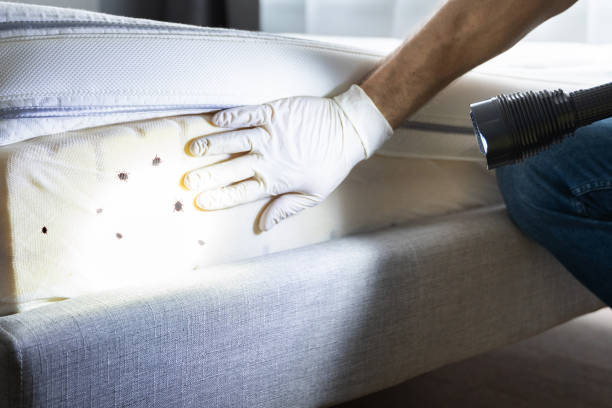 Best Affordable Pest Control Services  in Cumberland, MD
