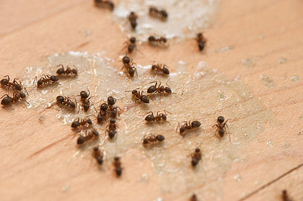 Best Flea Control Services  in Cumberland, MD