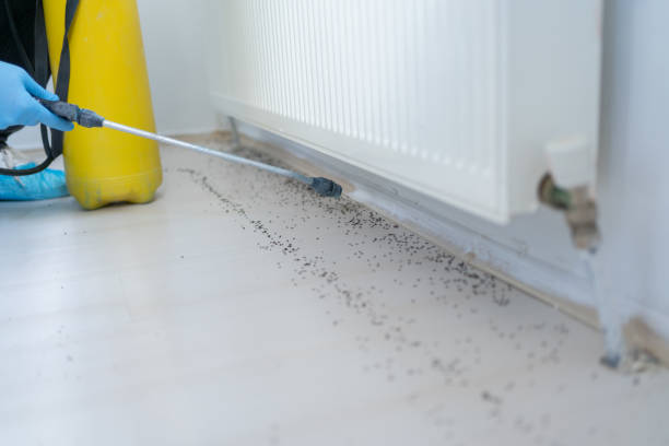 Best Wasp Removal Services  in Cumberland, MD