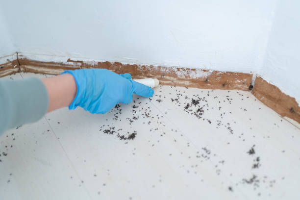 Best Wasp Removal Services  in Cumberland, MD